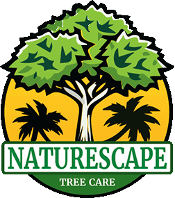logo an illustration of a pruned tree with two palm trees in the background
